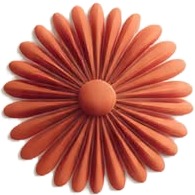 a red flower with a white background 2.jpg